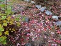 1  Tapis rouge sur le sentier. La randonnée de "L'Erablière" permet de contempler les belles couleurs vives de l'automne (jaune vif avec par endroits des arbres orange et rouge "fluo" et parfois du pourpre) car ce sont les érables uniquement qui prennent ces teintes, les bouleaux, quant à eux, sont dans les tons de jaune.