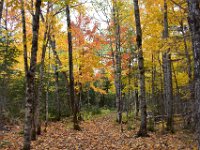 6  Traversée de l'érablière et ses couleurs jaune, orange, ...