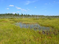 13  Vue depuis l'intérieur de la tourbière. Il existe deux types de tourbières : les "fen" qui comportent des réticules (mares d'eau) comme ici et les "bog" (parties arborées) présentes en périphérie.