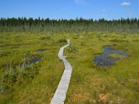 16  Le sentier à travers le tourbière. La tourbière forme un dôme : l'eau s'écoule donc du centre vers la périphérie, ce qui favorise la présence de sphaigne en périphérie et l'expansion de la tourbière (le tapis de sphaigne croît et envahit la forêt en tuant nombre d'espèces par son acidité).
