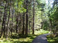 2  La balade permet de s'immerger progressivement dans la forêt vers la tourbière et de suivre les évolutions de la végétation. Les feuillus deviennent rares, les conifères étant plus adaptés aux nouvelles conditions (plus acide et plus humide). Ici, la forêt dense d'épinette noire favorise la formation de mousses en gardant l'humidité du sol grâce à l'ombre qu'elle procure.