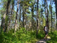 3  Dans un second temps, la forêt devient plus ouverte, c'est le domaine du mélèze laricin : du fait de son intolérance à l'ombre et de son accomodation à l'acidité de la tourbière, il est l'arbre le plus adapté au milieu.