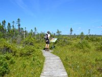 4  A l'approche de la tourbière. Celle-ci a fait la réputation du Parc de Frontenac. Il est en effet exceptionnel de pouvoir observer une tourbière à cette latitude (elle se développe normalement beaucoup plus au nord). Le parcours, qui dure environ 1h30, est aménagé tout du long sur des pontons de bois permettant d'évoluer dans ce milieu humide et de préserver la flore. Il comporte de nombreux panneaux explicatifs sur ce type de paysages (modes de formation de la tourbière, types de tourbière, faune et flore caractéristiques, etc.).  Une balade riche en paysages atypiques et en enseignements :)