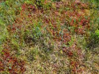 7  Sphaigne rouge. La sphaigne a la capacité de stocker 25 fois son poids en eau et a la particularité de pousser indéfiniment vers le haut tandis que ses racines meurent et forment la tourbe (matière organique spongieuse qui n'est pas décomposée du fait du manque d'oxygène).