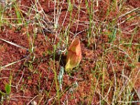 8  Plante carnivore (sarracénie pourpre) qui piège les insectes dans son cornet rempli d'eau et de petits poils les empêchant de remonter (ces plantes trouvent l'azote manquant dans les sols dans les insectes). Ici, la feuille de la sarracénie. Un autre type de plante carnivore, la droséra (feuille ronde couverte de poilsdans lesquels les insectes s'engluent), est également présente.