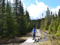 4  Un large sentier traverse la forêt de sapins. Des orignaux se cacheraient-ils dans ces épais bois ?