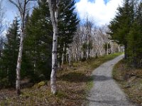 5  Les sapins cèdent la place aux bouleaux. Le secteur est réputé pour être l'habitat de prédilection de l'orignal.