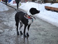 18  Ici, les chiens portent des bottines (et parfois des manteaux) ! Avec le sel et la neige, c'est sûr que les coussinets sont soumis à rude épreuve. Il faut donc en prendre soin. En se léchant les coussinets attaqués par le sel, les chiens peuvent se rendre malade en l'ingérant ...! Nos compagnons canins doivent également porter une médaille de la ville à renouveler chaque année, afin d'être identifiés.