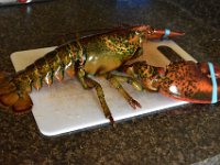 50  Après le crabe, le homard :) En ce début de saison du homard (mi-mai à mi-juin pour la pêche, du côté des Iles de la Madeleine principalement, puis les homards sont conservés vivants dans des viviers jusqu'à août), nous continuons de nous conformer à la tradition québécoise avec la cuisson et la dégustation d'un beau mâle de 2.7lbs (1.2kg) !