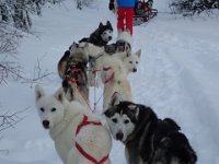 12  Nos chiens de tête à nous sont des suiveurs : leur seule motivation est de courir pour rattraper le traîneau de devant et de le suivre quoi qu'il arrive sans se poser de question. Un bon chien de tête comme notre Wolf (qui faisait l'apprentissage à sa voisine la jeune Dixie âgée de 1 an !) est rare, bon nombre de chiens tirent avec entousiasme mais il leur faut un copain devant pour avancer.