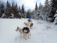 14  Notre traîneau était constitué de "en tête" Wolf et Dixie, "en pointe" Timon et Nami et "en barre" Nanouk et Rintintin.