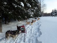17  Nous avons appris à atteler les chiens, les dételer, les nourrir, préparer leur couche de paille pour la nuit.