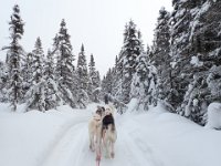 21  L'expérience est vraiment unique, à faire ou à refaire car on prend vite goût à se retrouver au calme dans la nature avec ses chiens, au seul bruit du glissement du traîneau :)