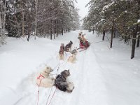 22  Les chiens apprécient la pause après cette journée et demi de traîneau. Suivant le caractère (passif, meneur, peureux, etc.) et les affinités de chacun, les paires sont formées et les positions des chiens dans l'attelage sont données. Nous apprenons que seuls les deux chiens de tête de notre guide sont aptes à répondre aux ordres de direction ("Gee" à droite, "Haw" pour aller à gauche, "Wow" pour s'arrêter, "Devant" pour tendre la ligne du traîneau, etc.), à une intersection ou lorsque le musher veut quitter la piste pour faire une nouvelle trace dans la poudreuse. Cela demande une complicité et un travail de plusieurs années avant d'obtenir une totale compréhension du chien et de la fluidité dans le mouvement !
