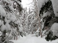 28  Magnifiques paysages dans les bois enneigés.