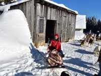 3  Prêts au départ ! Nous avons conduit à tour de rôle notre traîneau de six chiens, pour la plupart de race husky sibérien (à ne pas confondre avec le alaskan husky, sélectionné pour les courses comme la célèbre Yukon Quest). Pendant que l'un de nous conduit, l'autre se laisse transporter, bien enroulé dans sa couverture car il ne fait pas chaud ce samedi (-20°C) !