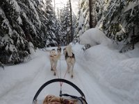 4  Le traîneau glisse doucement au milieu ds sapins enneigés :)