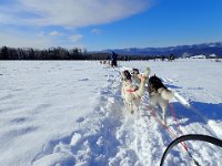 7  Nous apprenons petit à petit les différentes manoeuvres, Jérôme est un bon professeur ! Il faut utiliser le frein dans les descentes, le but est de toujours garder le trait (cordes) tendu. Si les chiens de barre prennent le traîneau dans les pattes, cela peut les blesser gravement ! De bons chiens de barre, expérimentés, savent d'ailleurs s'écarter quand ils sentent le traîneau se rapprocher d'eux. Il faut aussi être vigilent aux pauses pipi-caca des chiens et s'arrêter pour leur laisser le temps. Dans les virages, on relâche le frein avant, on commence le virage puis on freine pour éviter de trop frôler les arbres à l'intérieur.