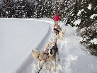 9  Ici, nos chiens "en pointe" (au milieu) Timon (le blanc) et Nami, "en barre" (juste devant le traîneau) Nanouk (la blanche) et Rintintin.