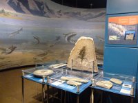 2  On peut notamment visiter un musée très bien fait (on voit ici un fossile de fougère au centre) ...