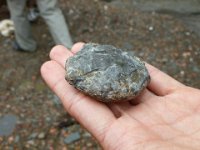 6  Un morceau de pyrite, aussi appelée "l'or des fous" par la présence de ces pigments dorés. Cela est dû à l'association du fer avec le soufre lorsque qu'il manque d'oxygène (certains fonds marins). L'explorateur Jacques Cartier (découvreur du Canada en 1534), en aurait ramené plein son bateau en pensant détenir de l'or et aurait été bien désappointé quand il a découvert la rouille à son retour en Europe, après que ces cailloux se soient réoxygénés !