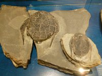 8  Fossiles très bien conservés de "Bothriolepis canadensis", poissons d'une autre époque couverts de plaques osseuses et surnommés les "monstres de Miguasha".
