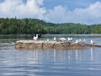 32  A proximité, une colonie de mouettes.