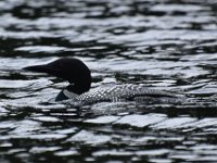 42  Ces oiseaux sont magnifiques, avec leur bec puissant prolongeant une tête fine aux yeux rouges, leur collier rayé et leurs plumes tâchées de blanc. Leur chant mélodieux et la magie de les voir plonger sans savoir où ils vont ressortir contribuent à rendre sa rencontre toujours spéciale.