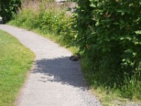 119  Les marmottes peuplant les pelouses en dessous de la Terrasse Pierre Dugua-de-Mons.