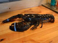 120  Nous sommes en plein période du homard frais vivant en provenance du Nouveau-Brunswick ou des Iles de la Madeleine (pêche de la mi-mai à la fin juin, les homards sont conservés en vivier jusqu'à début août), l'occasion pour tester d'en préparer un nous-mêmes. Voici un homard mâle de taille moyenne (2.2 livres - soit 1kg) acheté au Marché du Vieux-Port. Pour le cuire deux techniques, à l'eau bouillante ou à la vapeur, toujours avec de l'eau très salée. On y plonge ensuite le homard pendant 14 min. à la vapeur (ou 10 min. à l'eau bouillante) pour un homard de 1 livre + 1 min. supplémentaire/quart de livre de homard en plus. Le nôtre a donc cuit 19 min.
