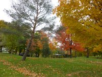 158  Vers le 20 octobre sur les Plaines d'Abraham, si les feuilles sont déjà bien tombées, de belles couleurs d'automne sont encore présentes.