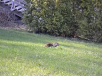 86  Avec le printemps, c'est la sortie d'un autre rongeur que l'écureuil :) Marmotte ou Chien de prairie, le débat reste ouvert, son cri pourra nous permettre de l'identifier !