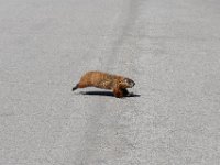 53  Le 20 mai, l'une des nombreuses marmottes des Plaines d'Abraham qui ont ressorti le bout de leur nez !