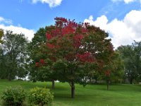 92  Les premières couleurs d'automne sont déjà éclatantes :)