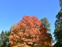 96  25 Septembre, balade dans Québec pour apprécier les couleurs d'automne qui sont en avance cette année (à l'apogée fin septembre au lieu de mi-octobre). Ici, au Parc de la Francophonie.