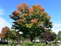 98  Les Jardins du Parlement.