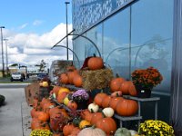 158  Au Marché Ste-Foy, citrouilles et courges reines de l'automne !