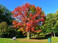 164  En ce 5 Octobre, les couleurs d'automne battent leur plein à Québec ! Promenade sur les Plaines d'Abraham pour profiter de cette magie des couleurs d'automne, avec une saison tardive, longue et d'un rare éclat !