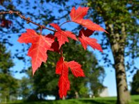 167  La feuille rouge d'érable, le symbole du Canada !