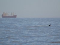 3  Les baleines que nous voyons sont des petits rorquals bleus, mesurant près de 8 à 10m de long et pesant la même chose en tonnes ! Nous avons aussi eu la chance de voir au loin des bélugas (baleines blanches).