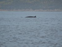6  Dans le golfe du Saint-Laurent, à hauteur de Tadoussac, les eaux océaniques poussées par le courant froid du Labrador sont arrêtées par le relief sous-marin "montagneux". Ce phénomène est propice à l'accumulation de krill qui attire les baleines.