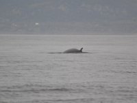 7  Petites explications de notre guide : les fanons de la baleine sont en kératine (comme les cheveux et les ongles). La baleine absorbe plusieurs tonnes d'eau à la fois et la repousse vers le dehors, les fanons retiennent la nourriture. Une baleine mange environ 5 tonnes / jr.