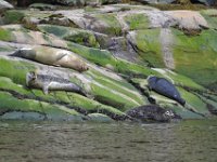 8  Quatre phoques se faisant "bronzer" au soleil dans le fjord : le phoque a en effet besoin de se "sécher" une fois par jour sur les rochers pour que sa peau se recouvre d'une sorte d'huile protectrice. Il est très important de ne pas les déranger car s'ils retournent à l'eau ils doivent recommencer le processus de séchage !