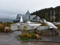 41  Après notre excursion de la matinée à la rencontre des baleines du St-Laurent aux Escoumins (cf. dans "Côte-Nord" l'onglet dédié), nous prenons le temps de visiter le CIMM (Centre d'Interprétation des Mammifères Marins) de Tadoussac, qui présente une exposition sur les baleines du Saint-Laurent et la recherche scientifique à leur sujet. Passionnant ! Devant l'entrée, la sculpture "La virée des bélugas" représente cinq individus bien connus des chercheurs et faisant partie de la communauté de bélugas du Saguenay-St-Laurent (le mâle Galubé au fond, la jeune Miss Frontenac, sa mère ainsi que la femelle Griffon et son veau). Le secteur Ste-Marguerie du Parc du Fjord du Saguenay (Rive Nord) est un bon endroit pour les observer, à faire !  [16 Octobre 2021]