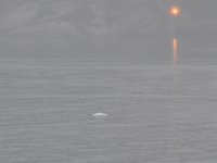 49  L'embouchure du Fjord du Saguenay dans le St-Laurent est un très bon poste d'observation des bélugas. Nous avons eu la chance d'en observer un en attendant le traversier sur la Rive Sud :) [16 Octobre 2021]