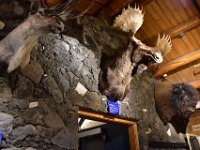13  Une deuxième partie du musée présente une superbe collection d'animaux du Yukon naturalisés. Ici, un très gros mâle orignal d'environ 15 ans, avec un caribou et un bison.