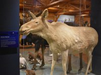 17  Un spécimen très rare d'orignal albinos, le seul jamais chassé au Yukon.