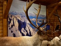20  Contrairement aux autres cervidés, les femelles caribous gardent leurs bois en hiver ! Ainsi, les rennes du Père Noël sont des dames :)