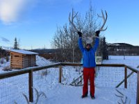 35  La Yukon Wildlife Preserve est un centre de recherches et de réadaptation faunique où des spécialistes soignent les animaux sauvages blessés en vue de leur conservation et si possible de leur remise en liberté dans leur environnement naturel. Ici, à l'enclos des wapiti. Les bois des wapitis sont recouverts pendant la pousse d'un velours qui apporte sang et nutriments à l'os. Ce velours tombe à la période du rut (septembre) avec l'aide du wapiti qui se frotte aux arbres (ce qui donne une coloration rouge aux bois). Les bois atteignent leur taille maximale à la fin août, allant jusqu'à 140cm de long et 20kg !