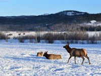 36  Le wapiti ("elk", qui signifie "élan" en français mais qui désigne bien le wapiti au Canada, contrairement à "moose" qui désigne l'orignal ou élan du Canada) a été réintroduit au Yukon dans les années 1940.
